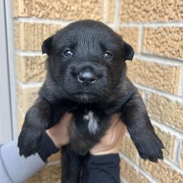 Belgian Malinois Puppies from Noordkust Malinois