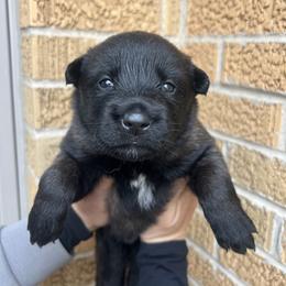 Belgian Malinois Puppies from Noordkust Malinois