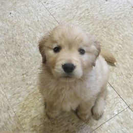 Golden Retriever Puppies from Golden Rose Kennel