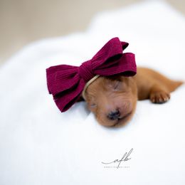 Goldendoodle Puppies from Herrera Family