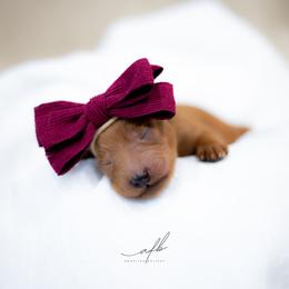 Goldendoodle Puppies from Herrera Family