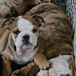 Chicolette - Fawn and white female Bulldog puppy in Killingly, Connecticut from Brooklyn Beefcakes