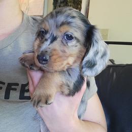 Foxy - Dapple female Dachshund puppy in Federal Way, Washington from TopTeckel Kennels