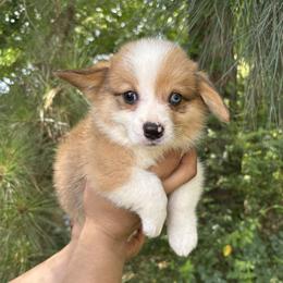Zach - Sable merle and white male American Corgi puppy in Foreman Ar., Arkansas from Grassy Lake Corgis