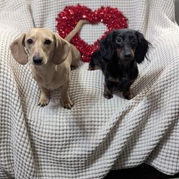 Dachshunds from Grove Grown Dachshunds