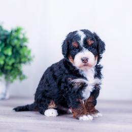 Beau - Tri-color male Bernedoodle puppy in Arthur, Illinois from Central Illinois Bernedoodles