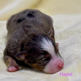 Hazel - Blue merle female Aussiedoodle puppy in Charlestown, Indiana from Forever Aussies and A Doodle