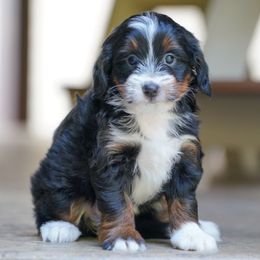 Pumpkin - Tri-color female Bernedoodle puppy in Dundee, Ohio from Down Home Doodle