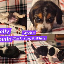 Molly-Purple-Female - Black white and tan female Beagle puppy in Bemidji, Minnesota from Nse Farms Beagles