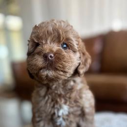 Buddy - Red male Australian Labradoodle puppy in Auburn, California from Poodles and Labradoodles breeder