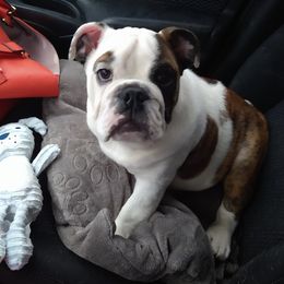 Boy 3 - Bulldog puppy in Lexington, Kentucky from E. Clive Bulldogs
