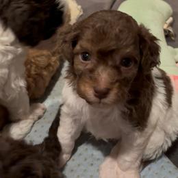 Fozzie - Tri-color male Bernedoodle puppy in Rising Sun, Indiana from Ruby Lane Doodles