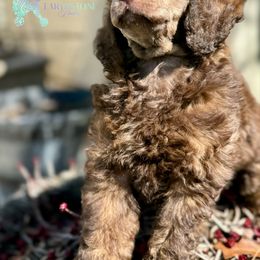 Poodle Puppies from Earthstone Poodle