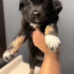 Miniature Australian Shepherd Puppies from Peace Creek Aussies