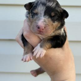 Purple Puppy - Blue merle female Australian Shepherd puppy in Martville, New York from Jasmin Bartlett