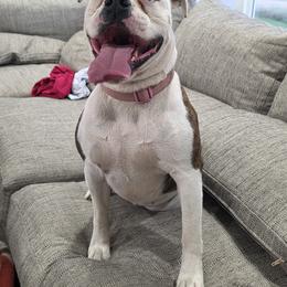 Pearl - Brown brindle female Olde English Bulldogge puppy in Merrill, Michigan from Haase Family Kennels