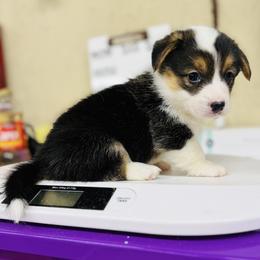 Poppy-beautiful red head tri with her natural long tail - Black and tan female Pembroke Welsh Corgi puppy in Taylorsville, North Carolina from Mill Creek’s Pembroke Welsh Corgis and French Bulldogs
