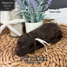 Dune - Cream Collar - Brown and white male Aussiedoodle puppy in Oxford, Alabama from Magnolia Grove Doodles