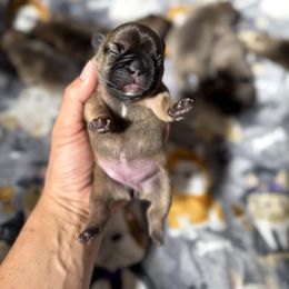 Female 4 - Fawn female French Bulldog puppy in Keeseville, New York from Big Sky Frenchies