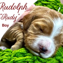 Rudolf  'Rudy' - Red  male Goldendoodle puppy in Travelers Rest, South Carolina from Bailey Mountain Doodles