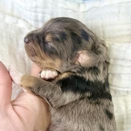 Gracie - Merle female Bernedoodle puppy in Crete, Illinois from Plum Valley Pups
