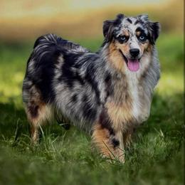 Piña - Blue merle female Australian Shepherd puppy in Tyner, Kentucky from Lil’ Town Aussies