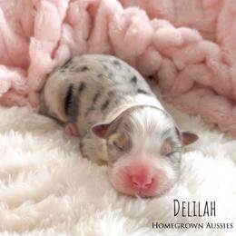 Delilah - Blue merle female Australian Shepherd puppy in Yarmouth, Iowa from HomeGrown Aussies