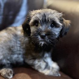Mylee - Fawn sable female Havanese puppy in Lancaster, South Carolina from 3 Bs Havanese-PUPPIES with  PURPOSE
