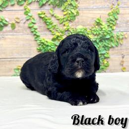 Black boy - Black and white male Bernedoodle puppy in Modesto, California from Two Doods Doodles