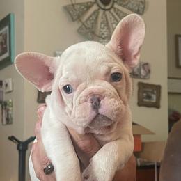 Mia - Cream female French Bulldog puppy in Seneca, South Carolina from Burrell’s Bulldog Kingdom