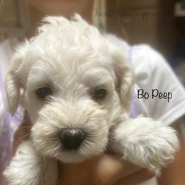 Bo Peep - White female Schnoodle puppy in Sedalia, Missouri from Farmer Brown's Puppies