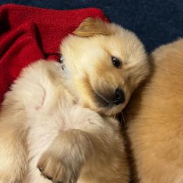 Gingerbread - Golden female Golden Retriever puppy in Indiana County, Pennsylvania from Liberty's Legacy Goldens