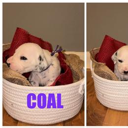 Coal - White and black female Dalmatian puppy in Des Moines, Iowa from Spot Splattered Dalmatians