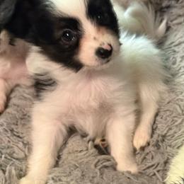 Boy 1 - White black and tan male Papillon puppy in Fremont, Michigan from Barque