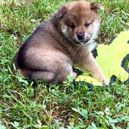Ahsoka - Red female Shiba Inu puppy in Greer, South Carolina from Crescent Moon Shibas