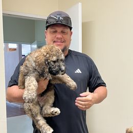 Willow - Brown and white male Saint Berdoodle puppy in Newcastle, California from Darling Saint Berdoodles
