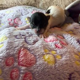Girl 2 - Black tan and white female Biewer Terrier puppy in Lebanon, Oregon from SD99Biewers