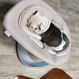 Beagle and Bulldog Puppies from Bluebonnet Kennels