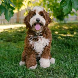 Willow - Goldendoodle