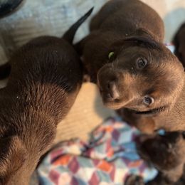 Dilute Retriever and Labrador Retriever Puppies from CKB Labradors