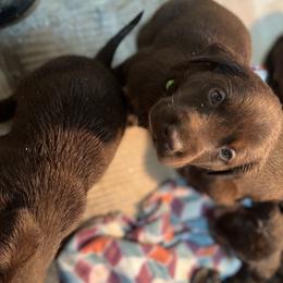 Dilute Retriever and Labrador Retriever Puppies from CKB Labradors