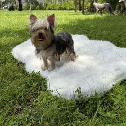 Kairo - Black and tan male Yorkshire Terrier puppy in Naples, Florida from Puppies Forever 💙❤️🐶