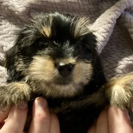 Assorted Doodle Crosses, Double Doodle, Maltipoo, Morkie, and Yorkipoo Puppies from Danza Bolo