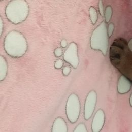 Boy 1 - French Bulldog puppy in Yakima, Washington from Ginny's Frenchies