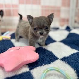 Chihuahua Puppies from Cloud9 Chihuahuas