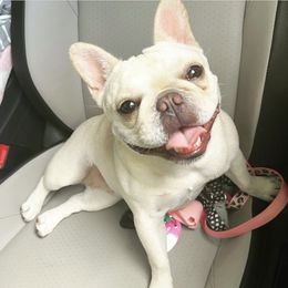 Brynnlee Mae - French Bulldog