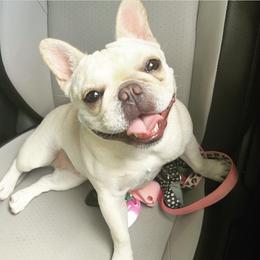 Brynnlee Mae - French Bulldog