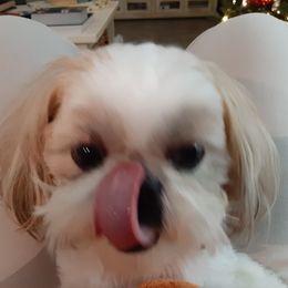 Shih Tzu All Grown Up from Journie Shih Tzu