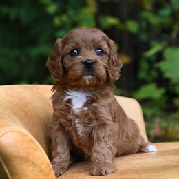Cavapoo, Cockapoo, Labradoodle, and Poodle Puppies from Heavenly Puppies to Love