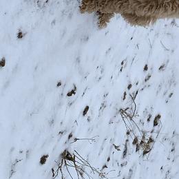 Goldendoodle Puppies from High Desert Goldendoodles